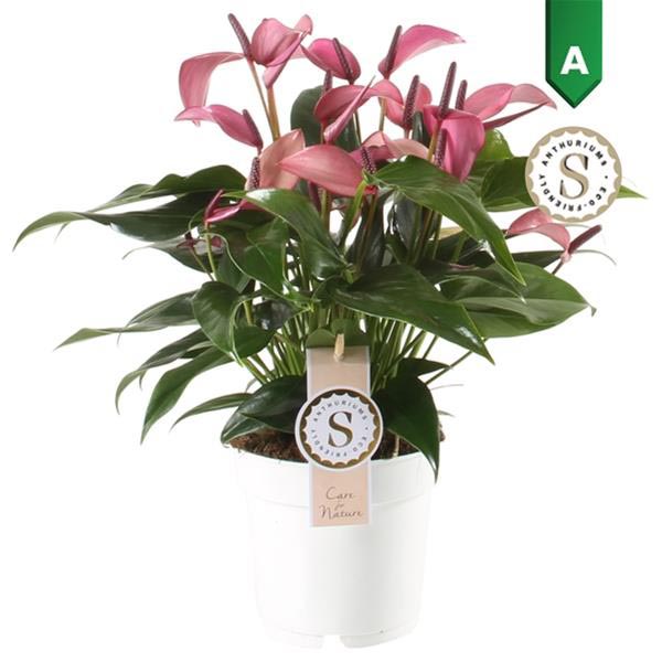 Anthurium andreanum Zizou