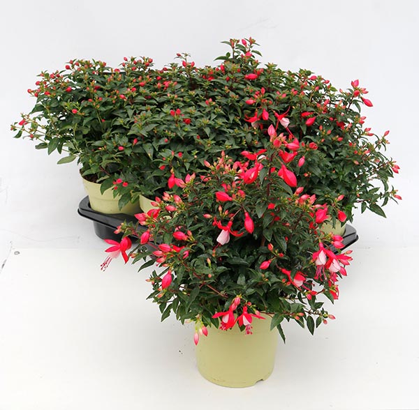 Fuchsia hybrida Mix