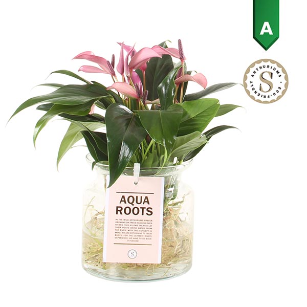 Anthurium andreanum Agua Roots Zierglas Zizo