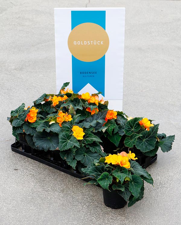Begonia hybrida Orange Drops