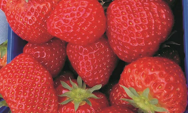 Fragaria ananassa Symphonie