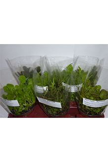 MIX-VE Asia Salat-Mix