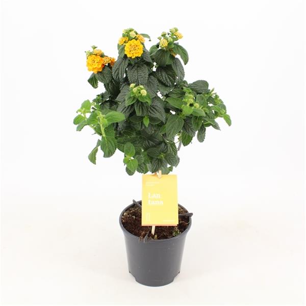 Lantana camara Simon Orange