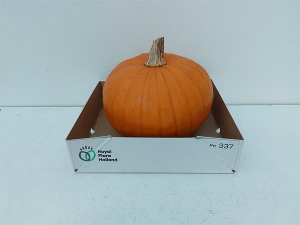 Cucurbita pepo Kürbis Hallow Plant 1