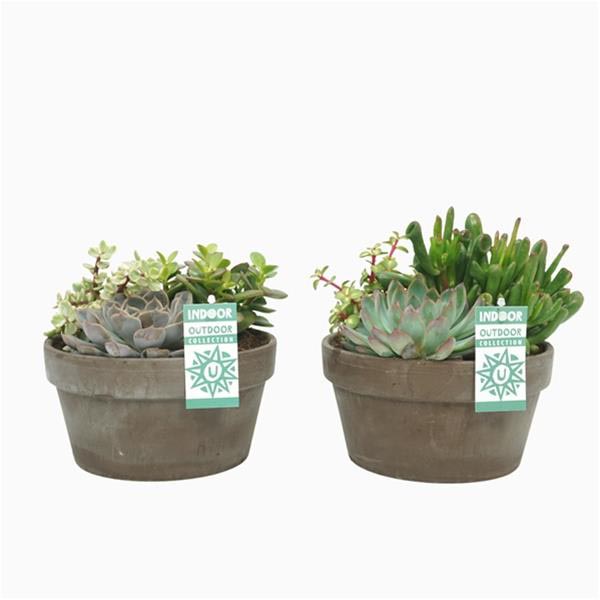 Arra. Succulent Arrangement I213