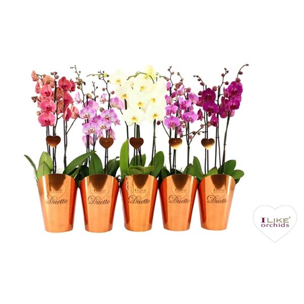 Phalaenopsis hybrida Duetto Mix 40+