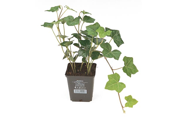 Hedera helix Hibernica