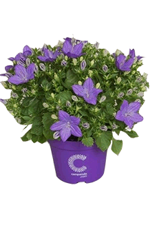 Campanula isophylla Napoli