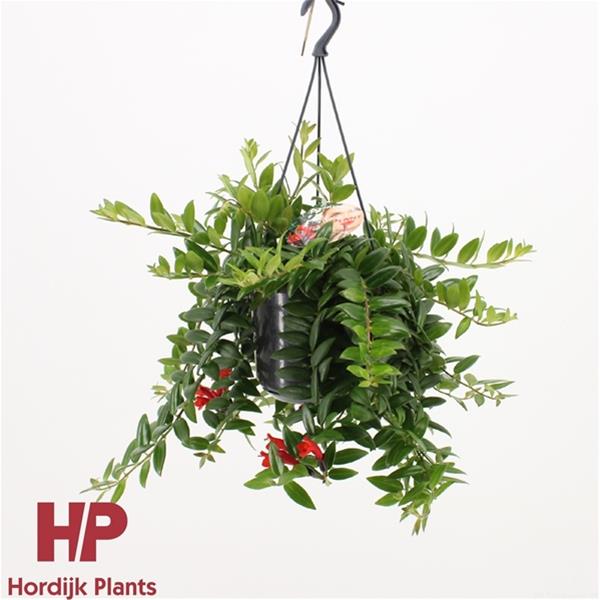 Aeschynanthus hybrida Carolina