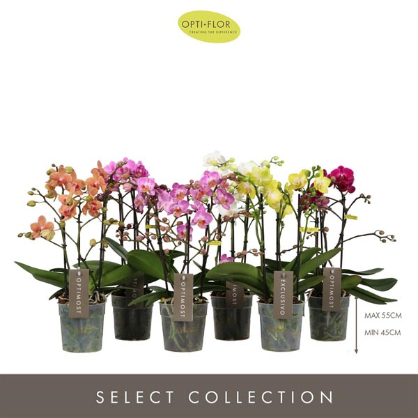 Phalaenopsis hybrida Multiflora Mix