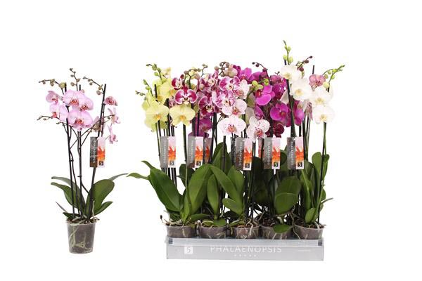 Phalaenopsis hybrida Mix 22+ 60cm