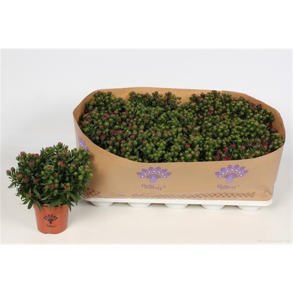 Aster novi-belgii Rot