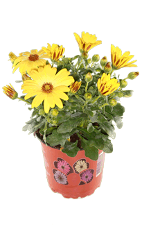 Osteospermum ecklonis Mix