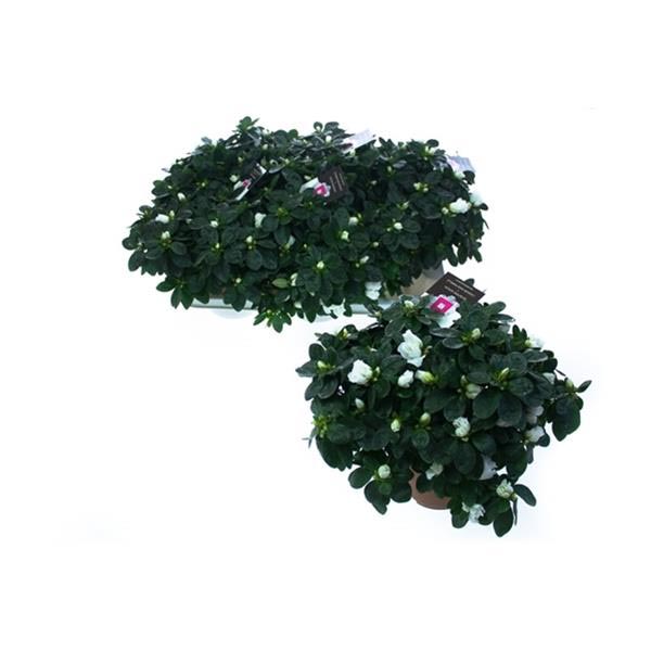 Azalea simsii Edmond Troch Weiss