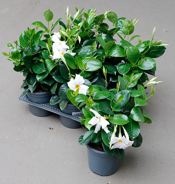 Dipladenia hybrida White Sundeville