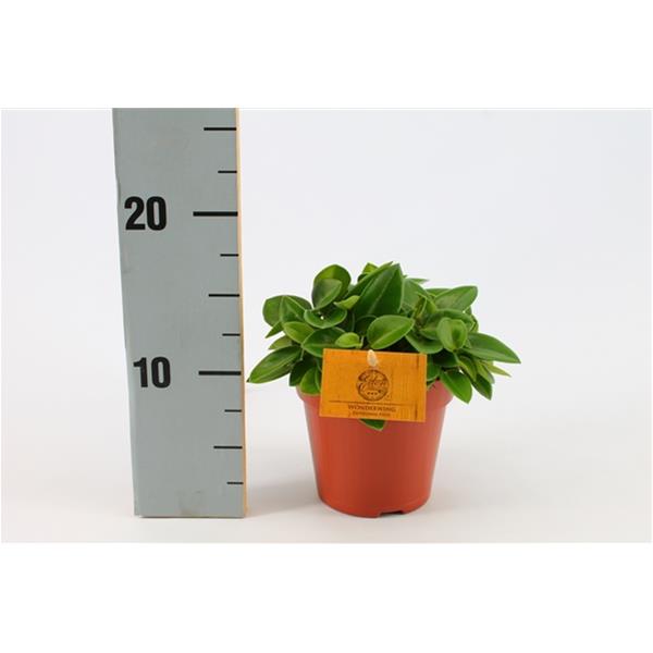 Peperomia obtusifolia Pixie