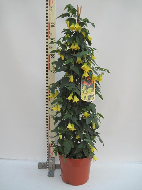 Abutilon megapotamicum Yellow Trumpet