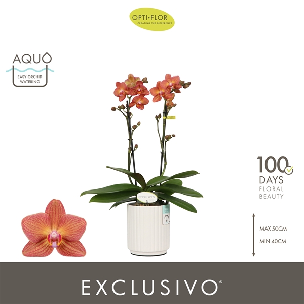 Phalaenopsis hybrida Multiflora Eos In Molise White Aquo
