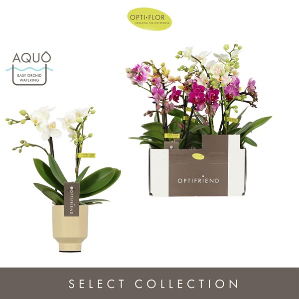 Phalaenopsis hybrida Mix In Emilia Keramik Aq