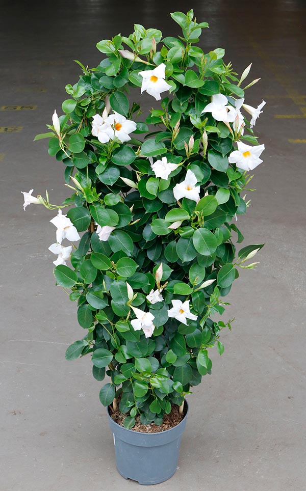 Dipladenia hybrida White Sundeville
