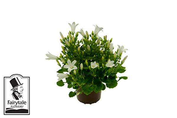 Campanula portenschlagiana Get Me Weiß