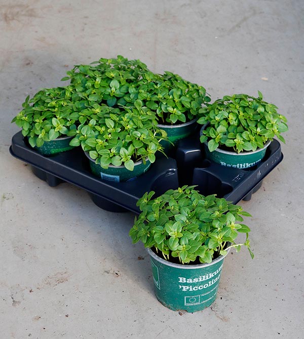 Ocimum basilicum Basilikum Piccolino Bio