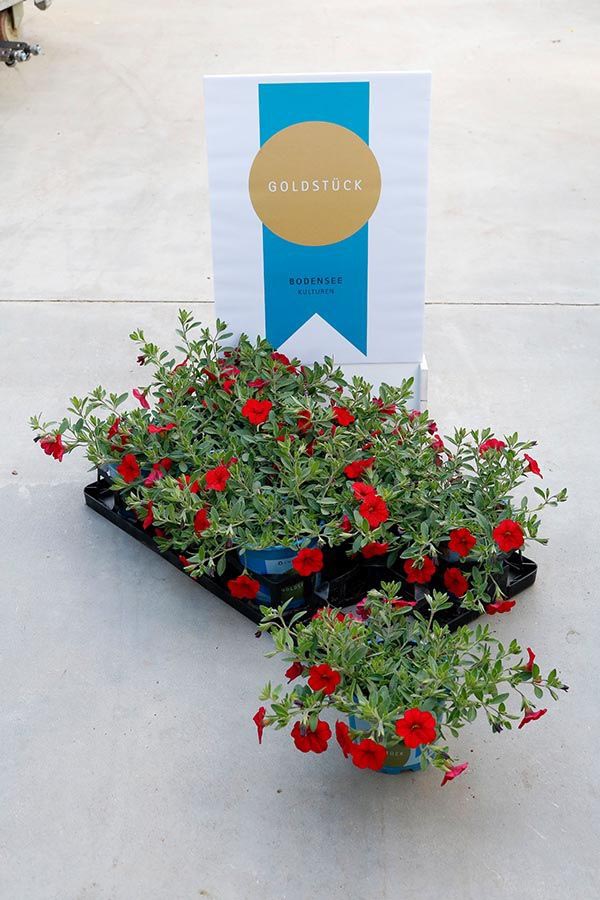 Calibrachoa callie Cabaret Bright Red