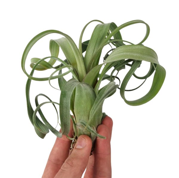 Tillandsia sp. Curly Slim