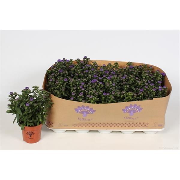 Aster novi-belgii Blau