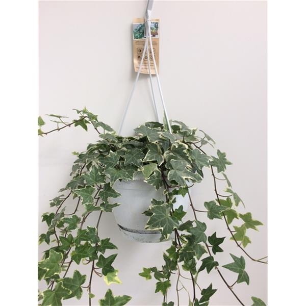 Hedera helix Bunt