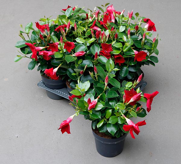 Dipladenia hybrida Red Sundeville