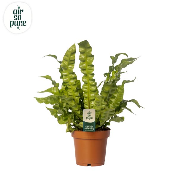 Asplenium nidus CRISPY WAVE