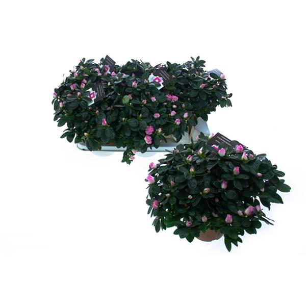 Azalea simsii Huelsten Bunt