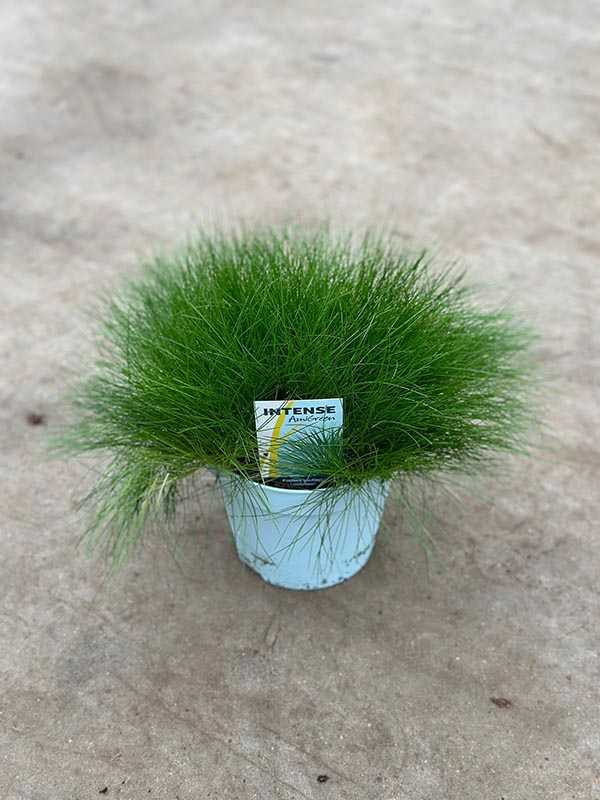 Festuca gautieri Amigreen