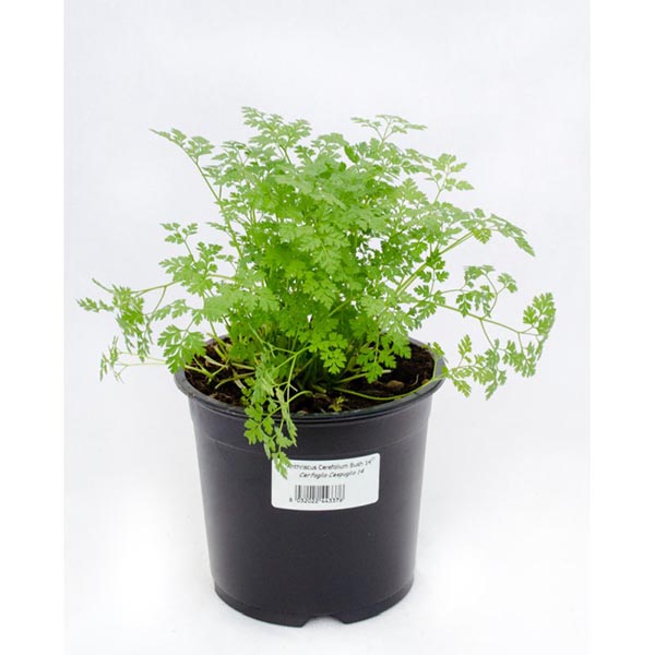 Anthriscus cerefolium Gartenkerbel