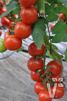 Solanum lycopersicum Campos veredelt