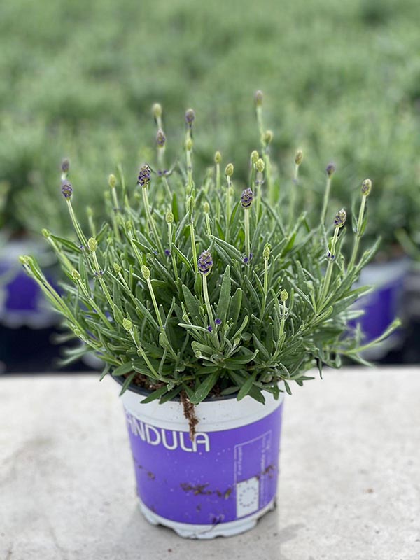 Lavandula angustifolia Hidcote