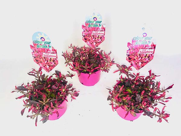 Alternanthera reineckii Pink Saphire