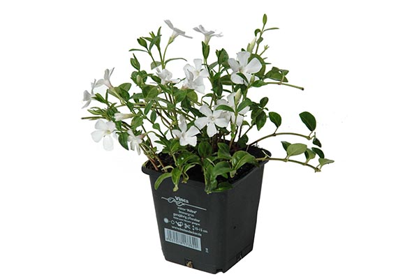 Vinca minor Alba