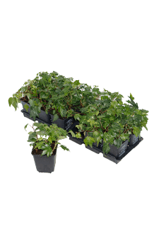 Hedera helix Green Ripple