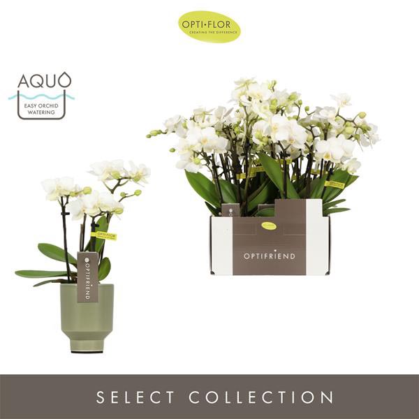 Phalaenopsis hybrida Sandra Emilia Green Kera