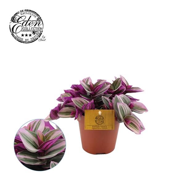 Tradescantia albiflora Nanouk