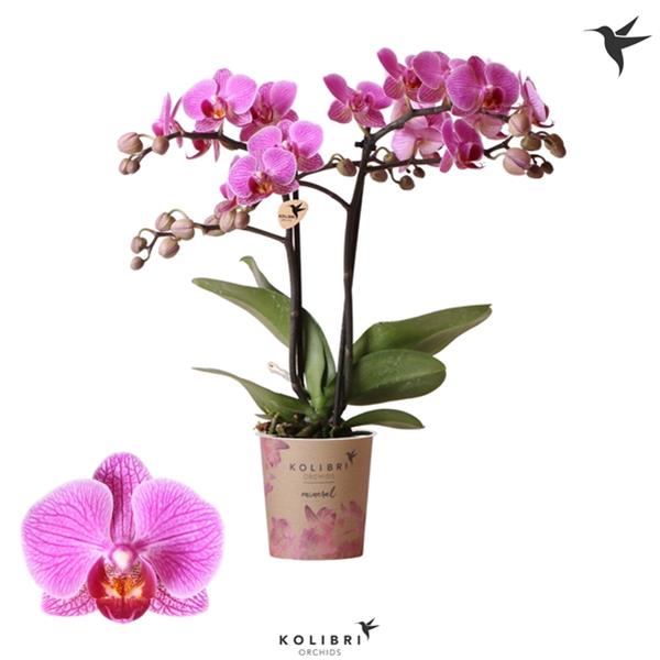 Phalaenopsis hybrida Multilfora Hamburg