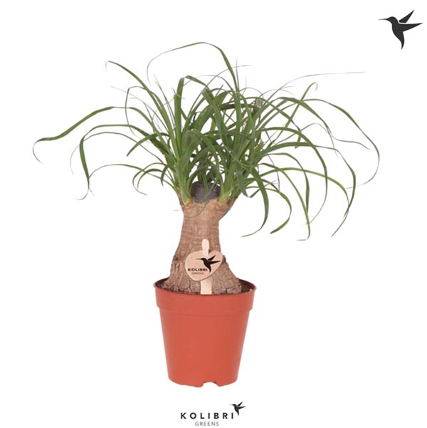 Beaucarnea recurvata