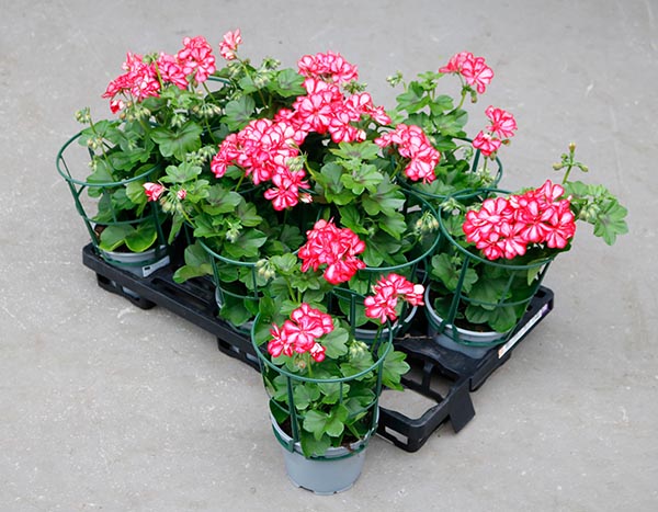 Pelargonium peltatum Rot-weiss Gefüllt