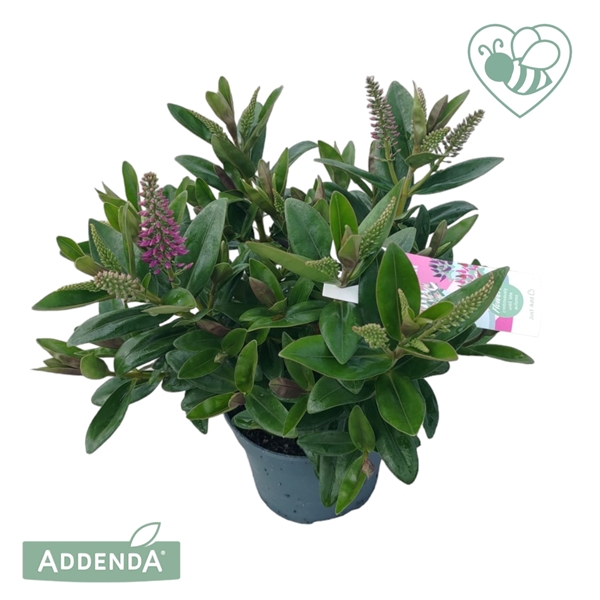 Hebe andersonii Donna Pink