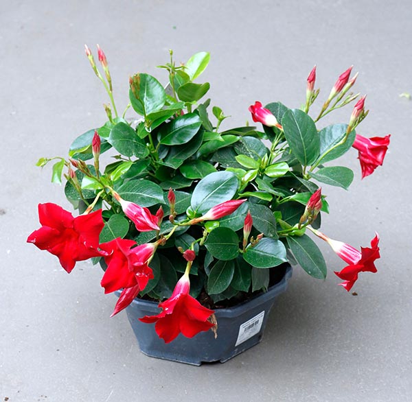 Dipladenia hybrida Schale Red Sundeville