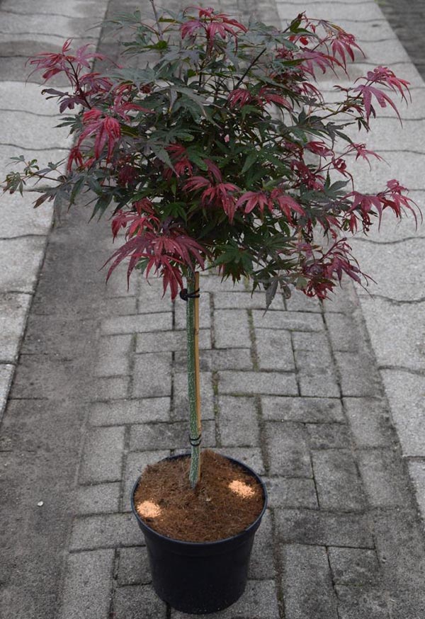 Acer palmatum Shaina
