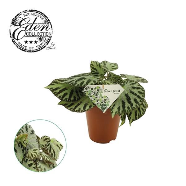 Begonia Silver Jewell