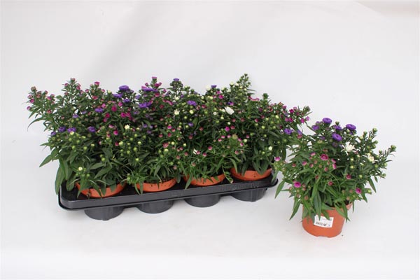 Aster novi-belgii Trio